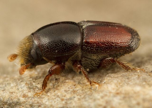 Заболонник — один из представителей подсемейства короедов. Фото: https://ru.pinterest.com/pin/961166745457456497/  