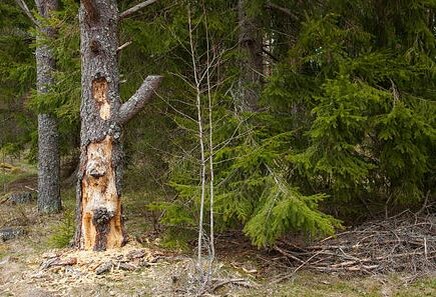 Хвойный лес, поражённый короедом. Фото из открытых источников