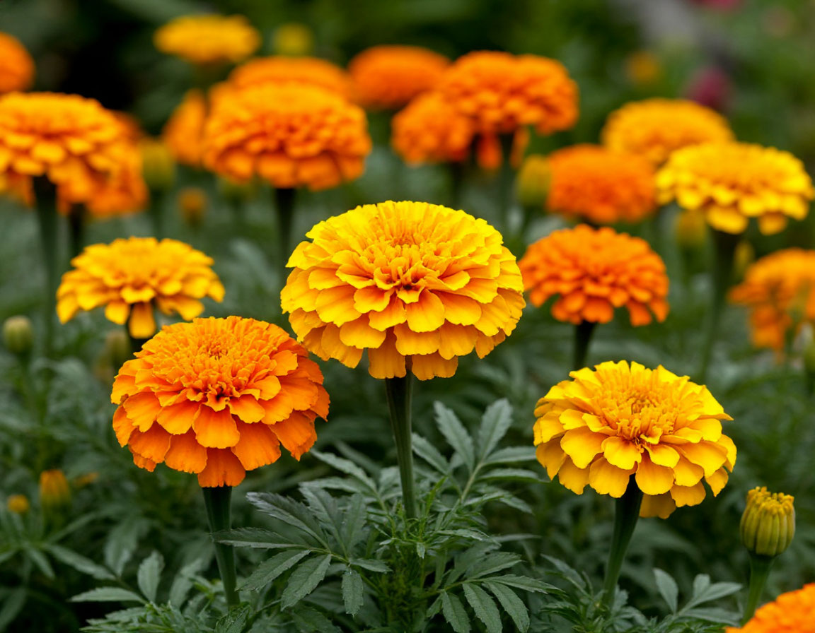 бархатцы польза для здоровья