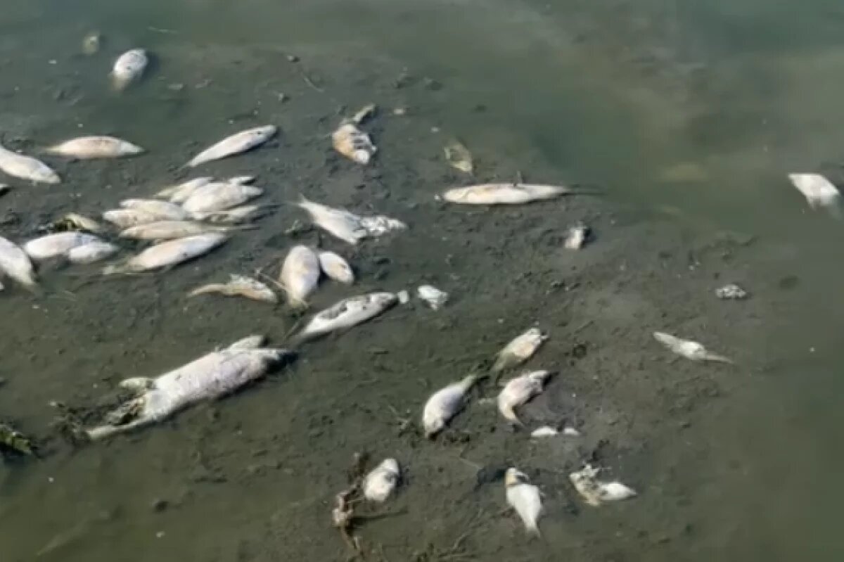    Назвали причину гибели рыбы в Ангарском пруду Волгограда