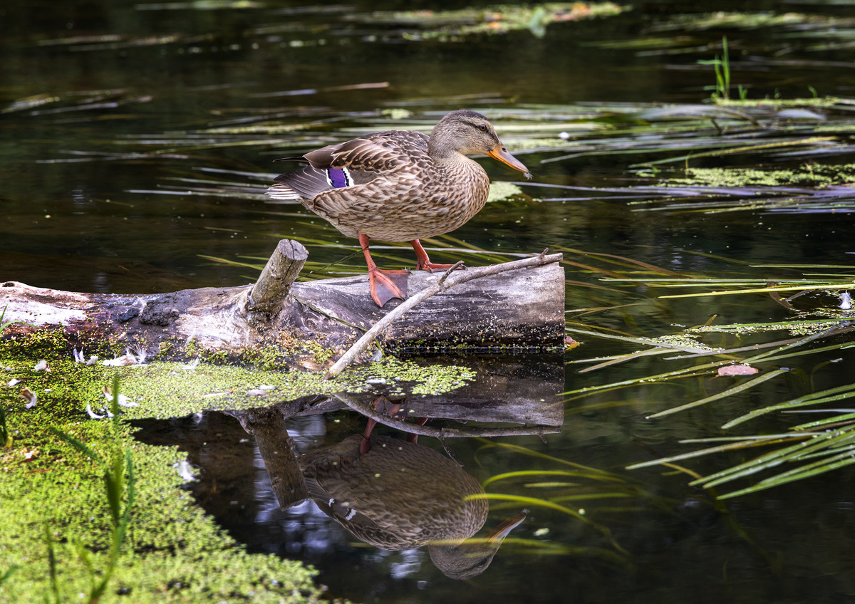 Привет, утка! Белогорье встречает нас сплавом по реке