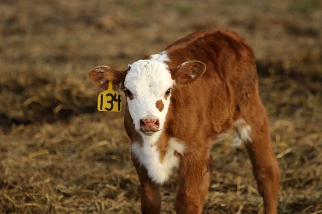 Фото: pixabay.com 