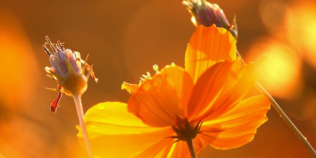 Солнечный блик🧡