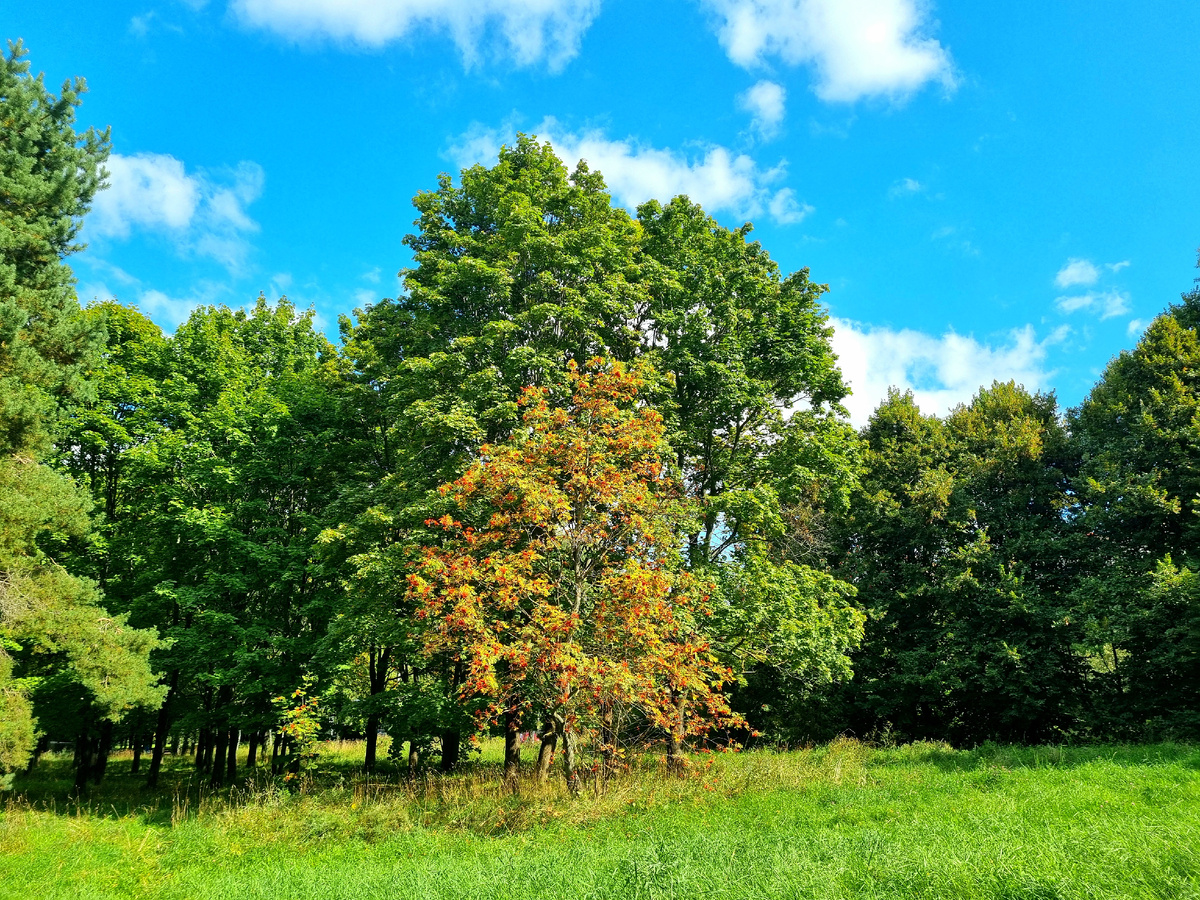Парк 50-летия Октября. Фото автора статьи.