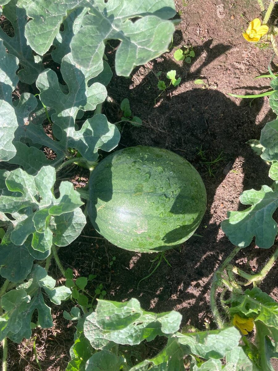 вот такой арбуз вырос у нас на грядке в Подмосковье