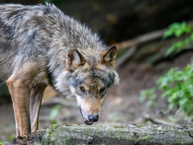    Фото: 123RF/byrdyak