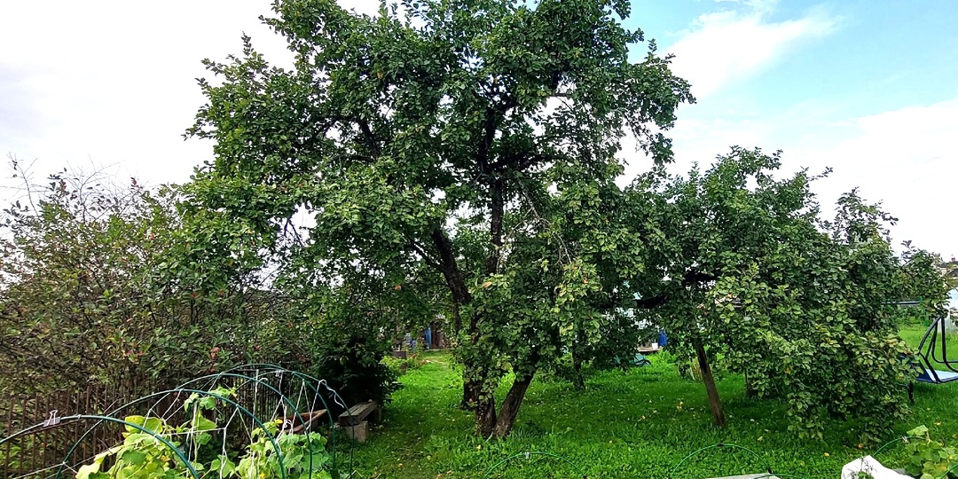 Старые огромные яблони: как ухаживать и омолаживать деревья. Как снизить высоту яблони