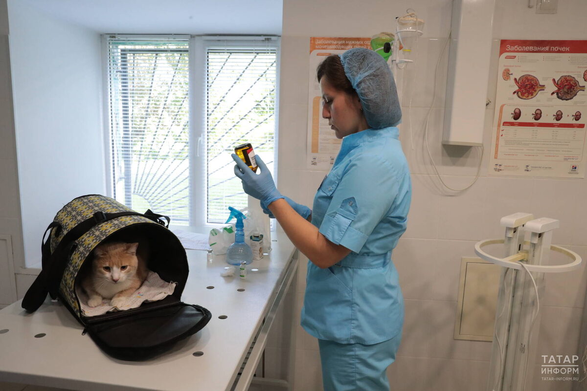 Фото: © Рамиль Гали / «Татар-информ»