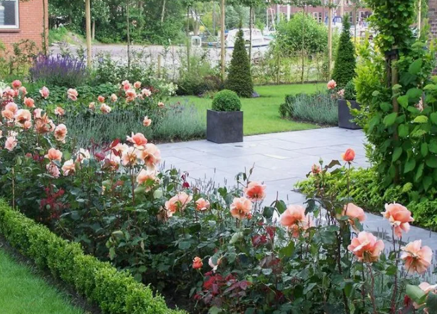 Почему розам нужен розарий, а не миксбордер. Как его создать