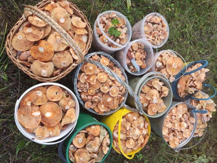     Фото: Дары лесов Урала. Грибы Екатеринбурга и области