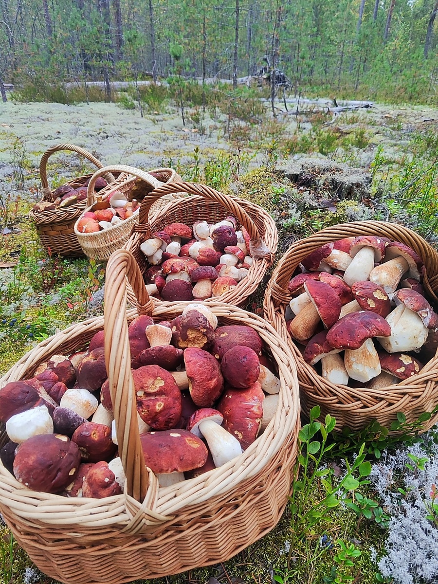 15.09.2025 Приозерский р-н Автор Наталья Пудовкина