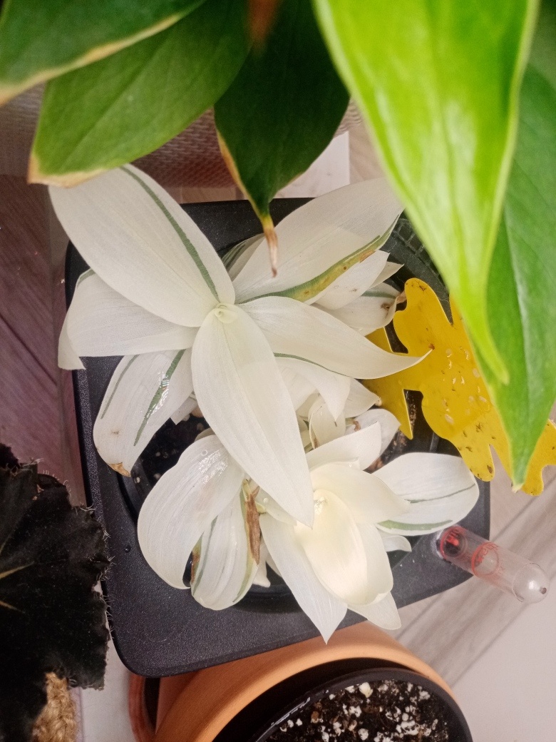 Белым-бело.