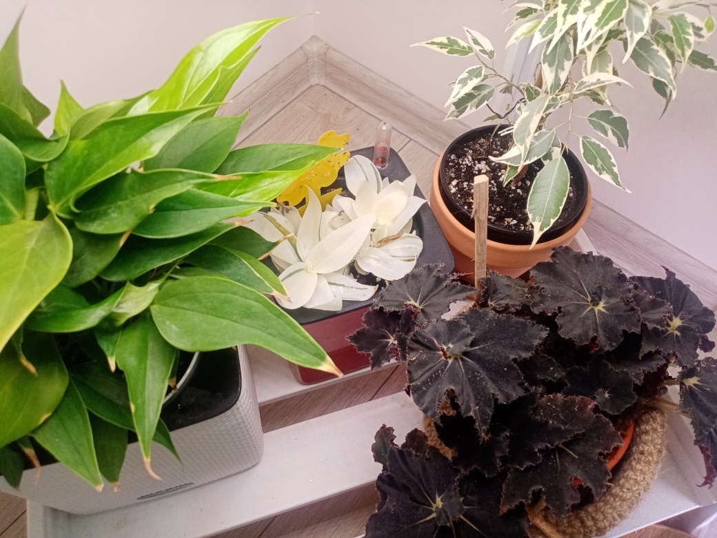 Стоит на нижней полке стеллажа под лампой, в компании антуриума, бегонии и фикуса. Белеет.