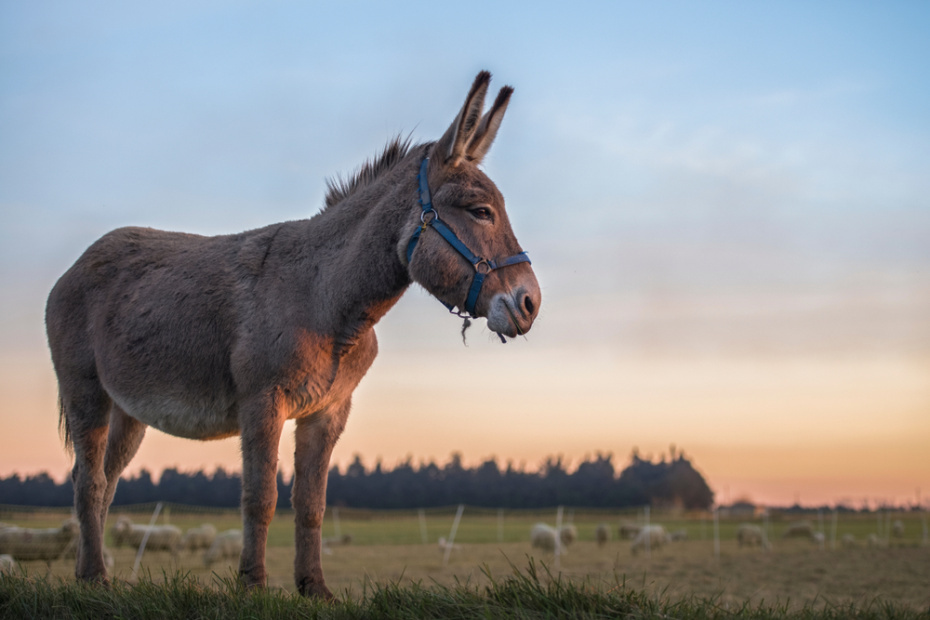    Shutterstock/FOTODOM