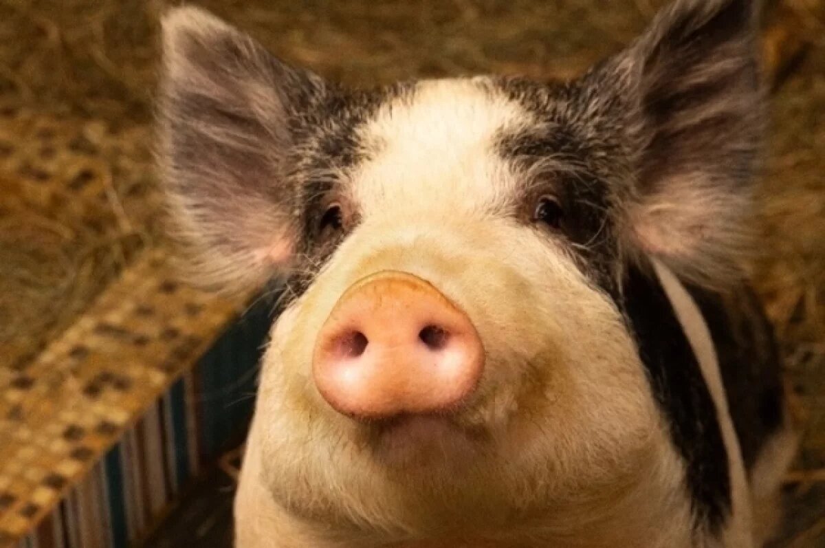    Ещё десятки тонн свиных хвостов и ушей отправились во Вьетнам