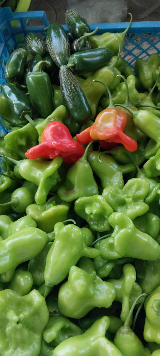  сорт "Колокольчик" F1(фото автора)