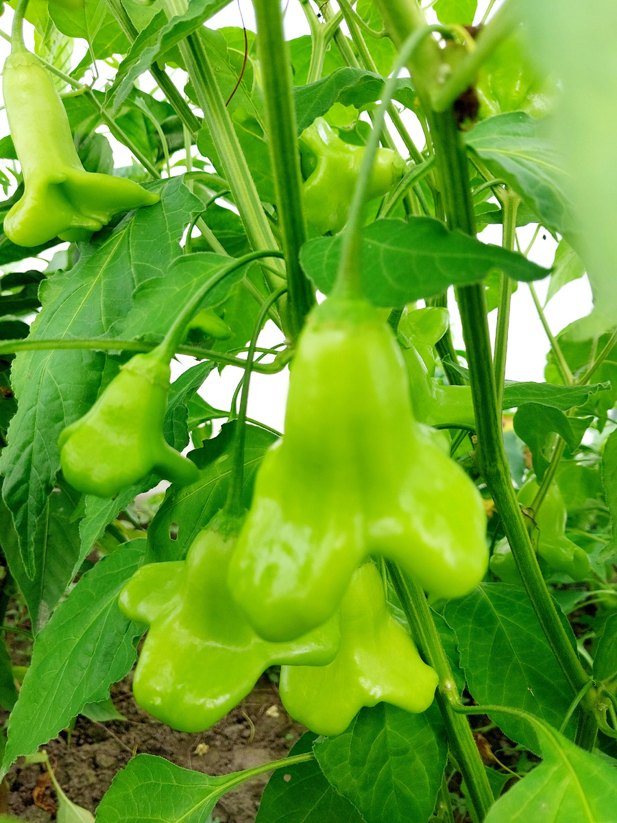 Вот такой вот куст (фото автора)