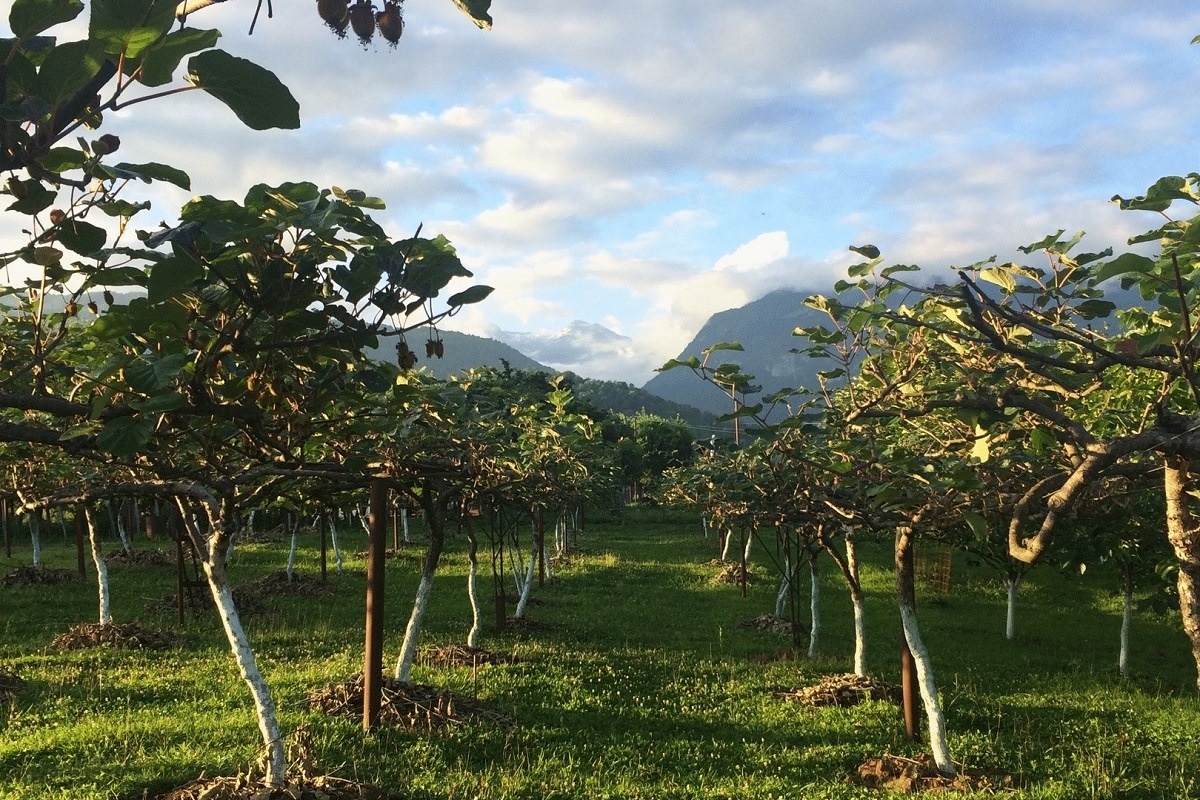 Абхазское село Дурипш сад