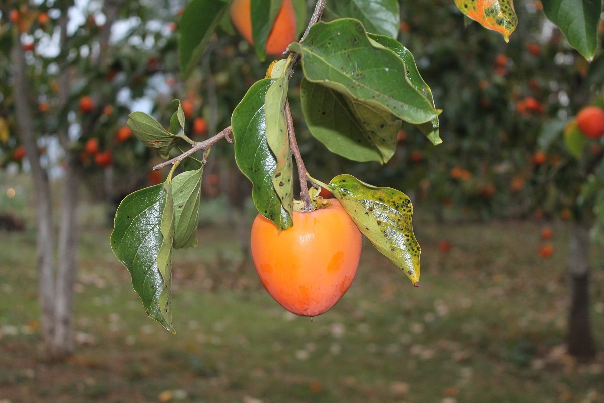 Абхазское село Дурипш так растет хурма