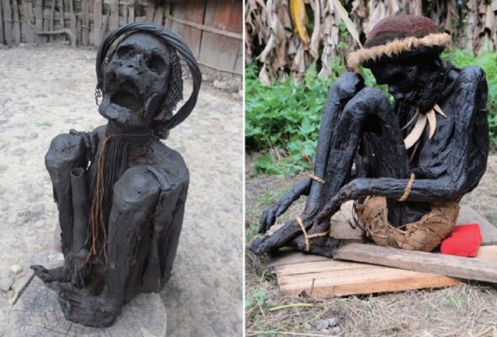     Фото: Hung et al., PNAS, 2025