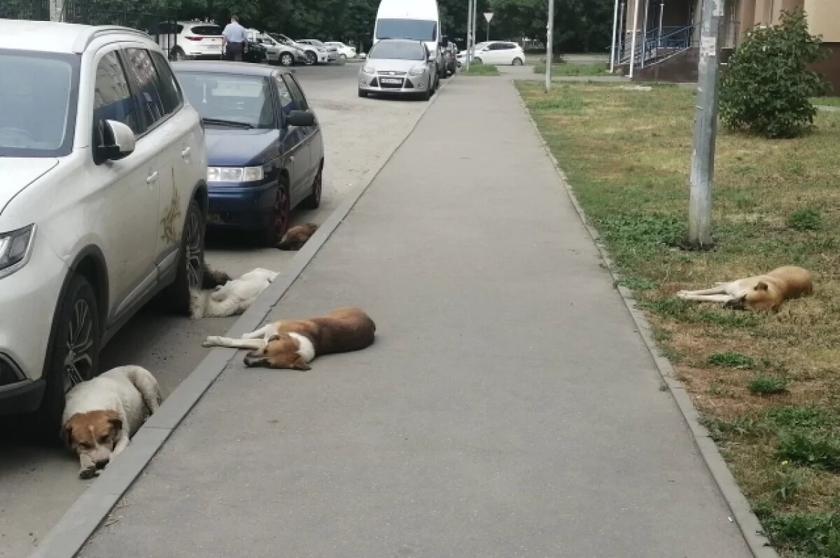    В Симферополе подростку выплатили компенсацию после укуса бродячей собаки