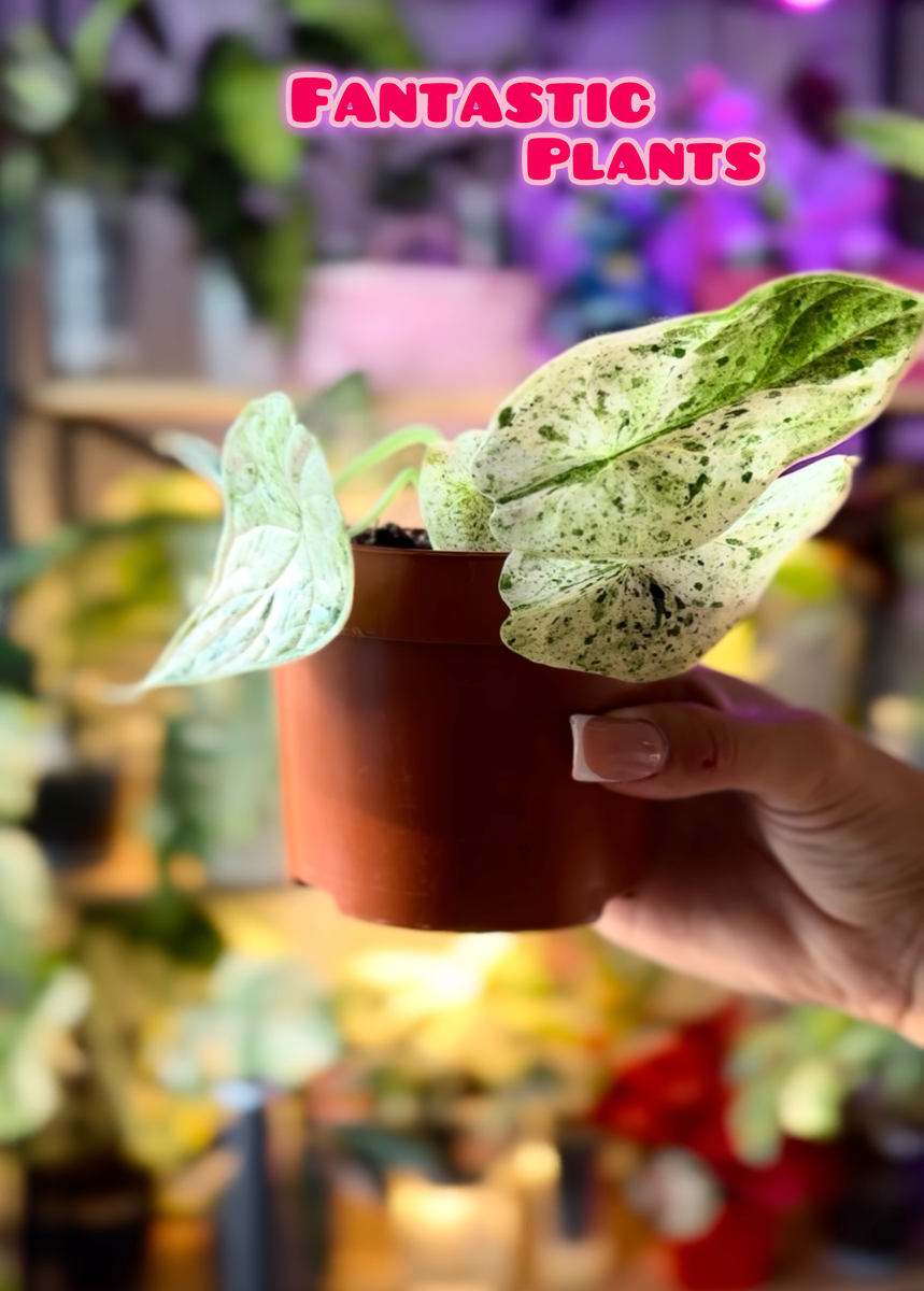 Алоказия Dragon scale marbl mint