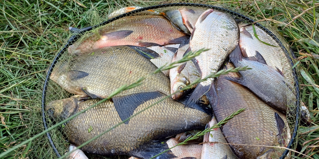 Особенности ловли леща на фидер в сентябре