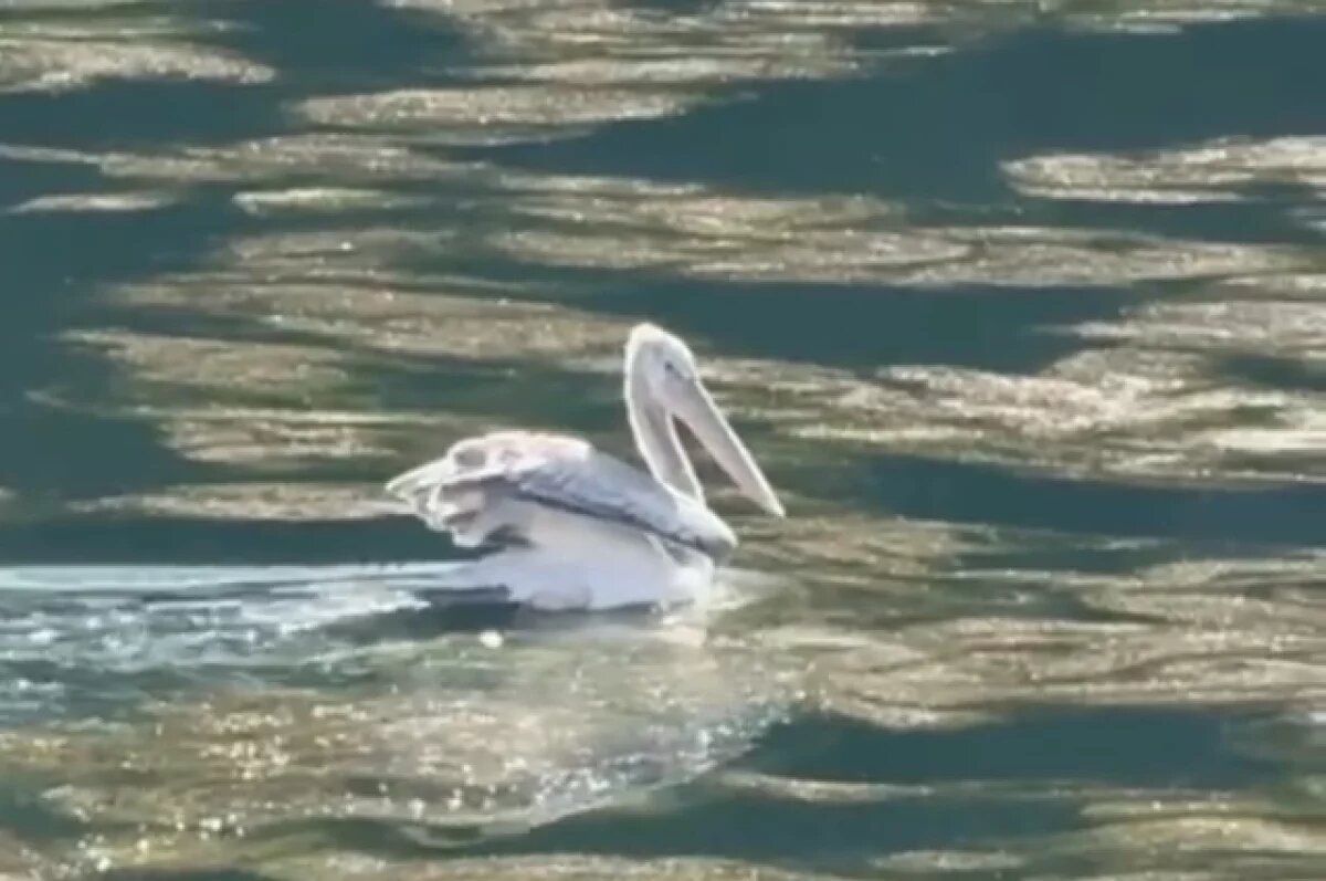    В горах под Сочи заметили редкого кудрявого пеликана