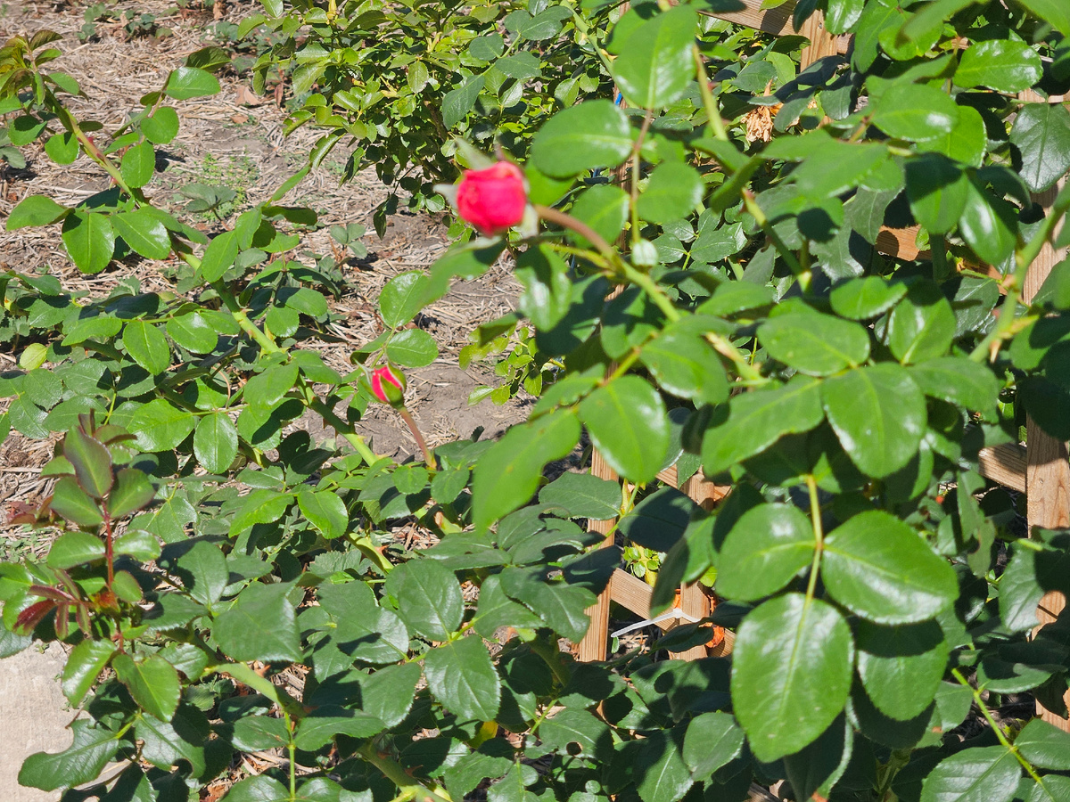 Сорт "Леонардо да Винчи"