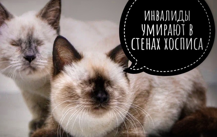 Старые, больные, никому не нужные: кошки умирают в хосписе!