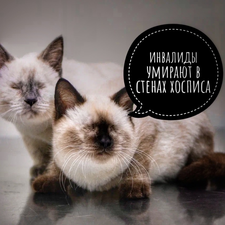 Никто не хочет их спасать. Инвалиды погибают в стенах хосписа!