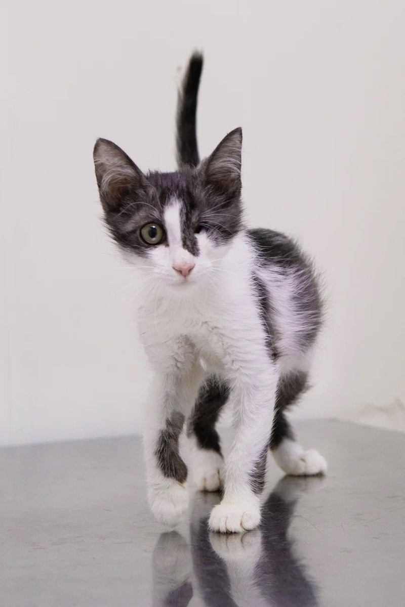 Часть кошечек приюта "Омские хвостики"