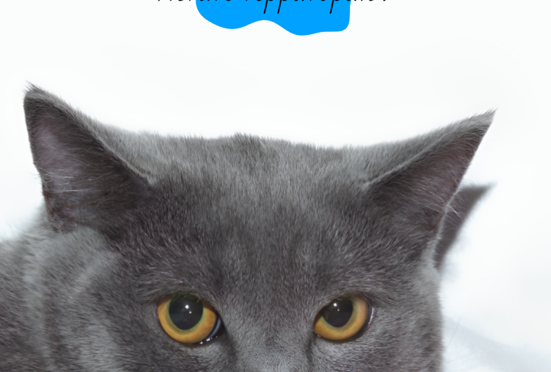 🐾 Как отучить кота метить территорию