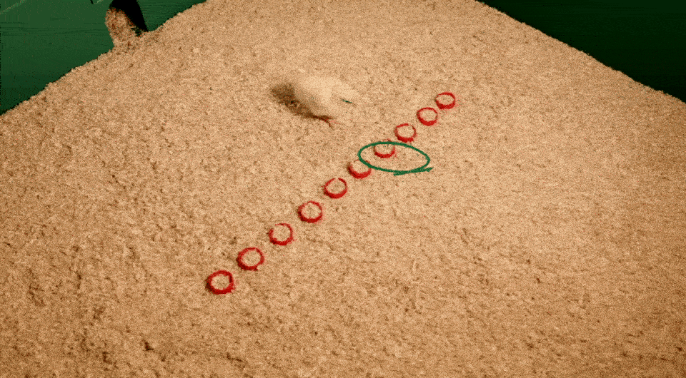   Rosa Rugani et al. / eliFe, 2025