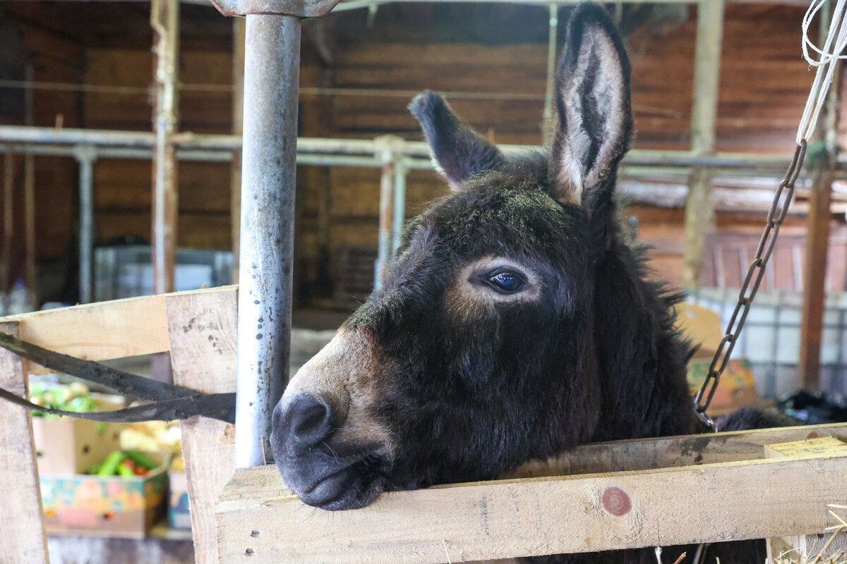     / Источник: © Petrov Sergey/Global Look Press