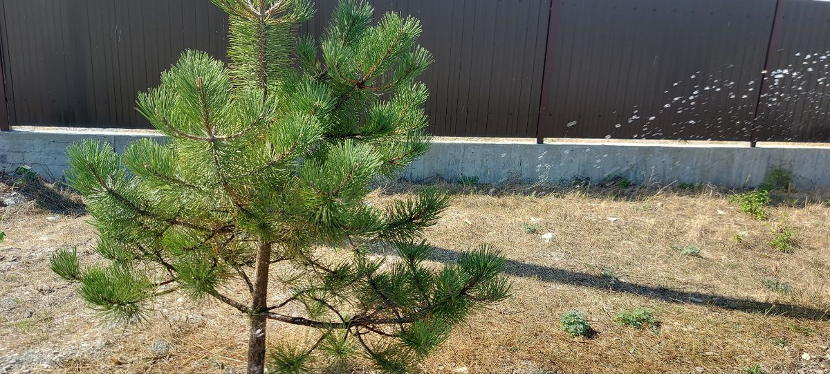 Сосна Крымская.