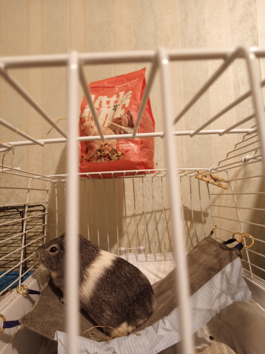 Зайка залез на свой гамачок и смотрит на свою любимую Фросю.  Корм свежекупленный стоит сверху.( Фото моё)