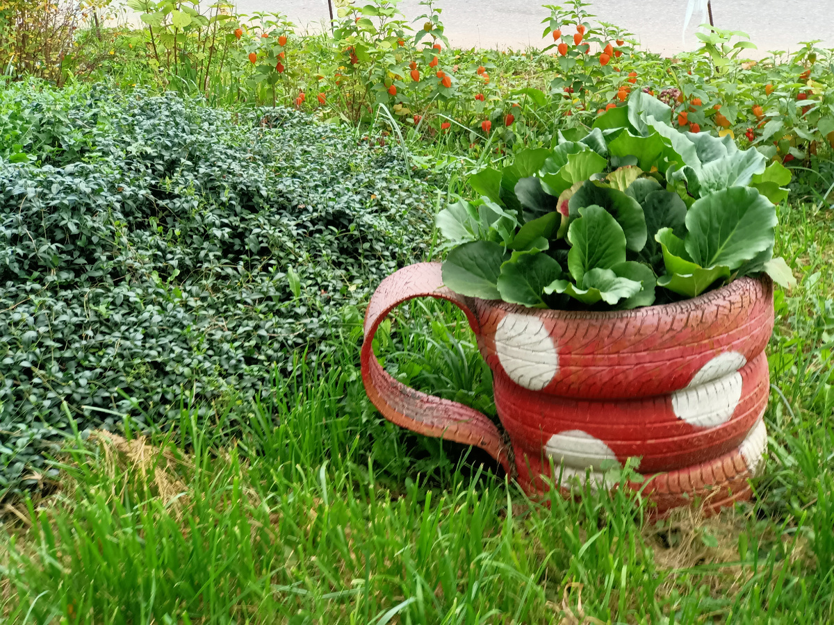 Цветы на клумбах