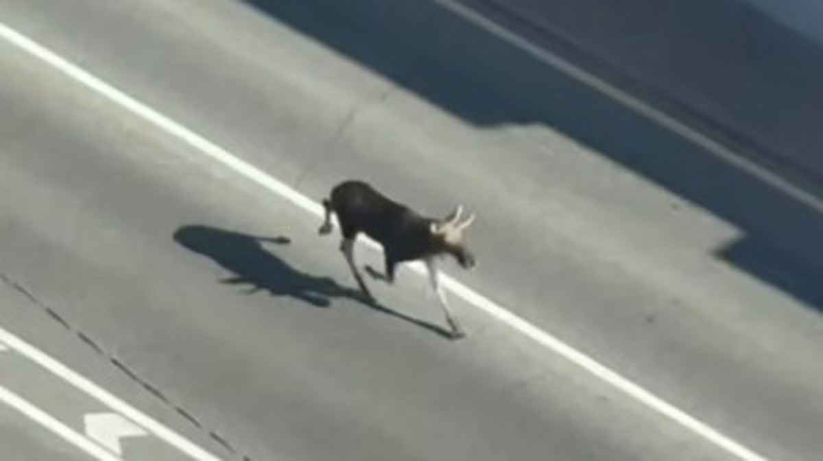    Фото: скриншот / «Агентство «Москва / Telegram