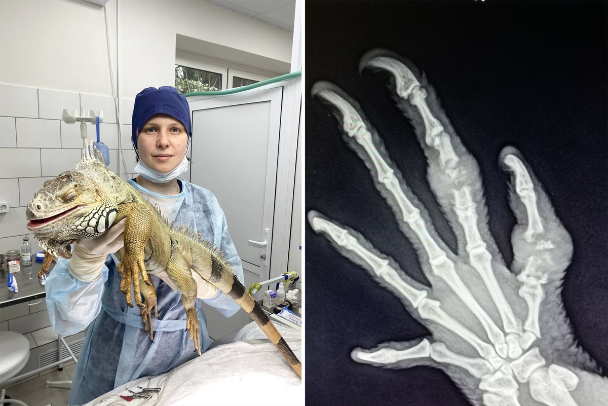    Комитет ветеринарии Москвы