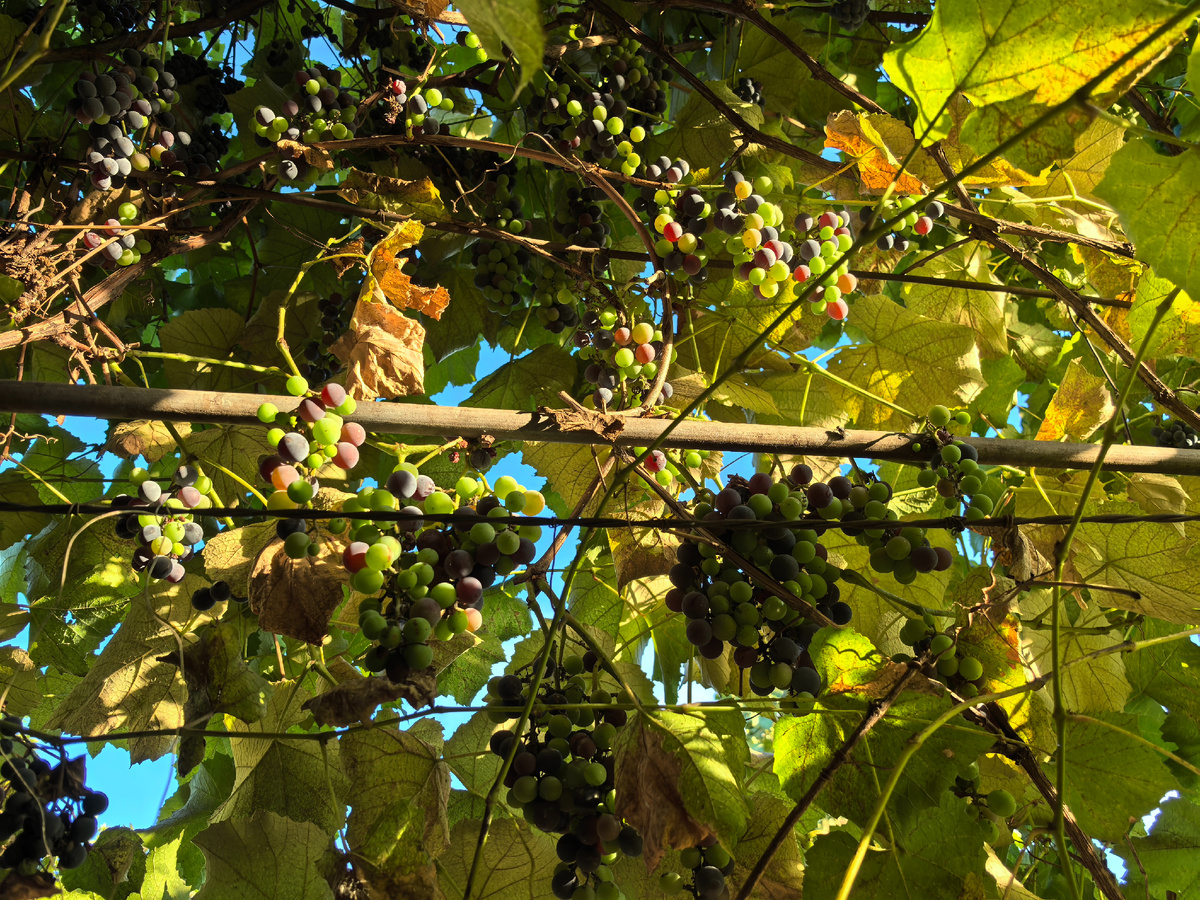 Виноградная лоза