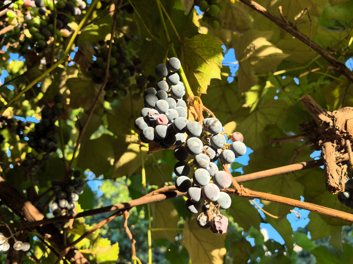 Вот такой виноград уже поспел