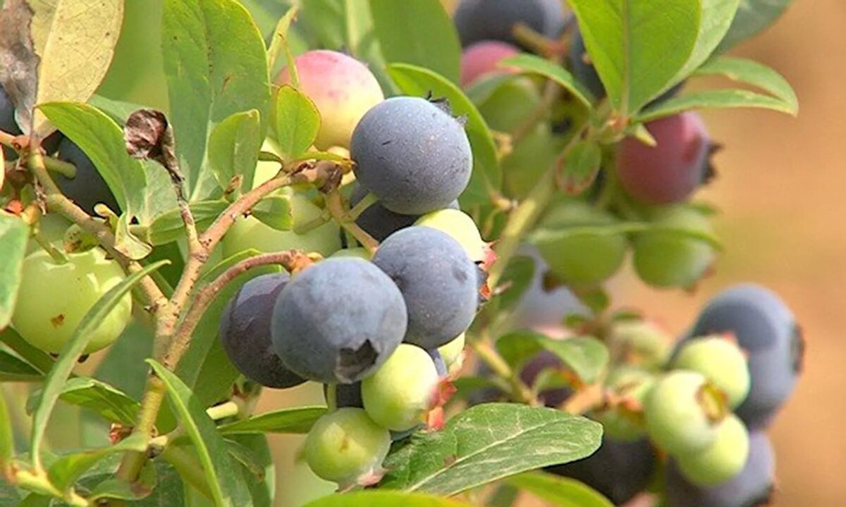 © photo: Sputnik / photo : Sputnik / Nika Lataria