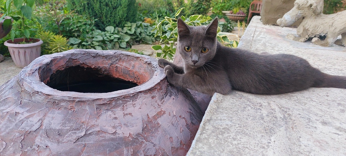    Не знаю насчёт Буратино, но стандартных по размеру котов туда залезет с десяток:))