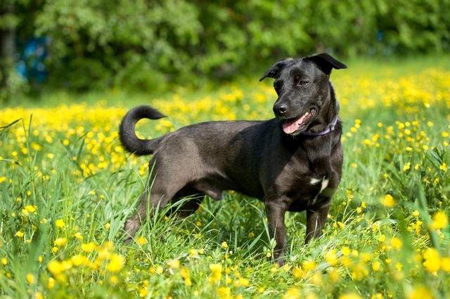 Нам очень нравится эта фотосессия в одуванчиках. И Чарли одуванчики очень идут!