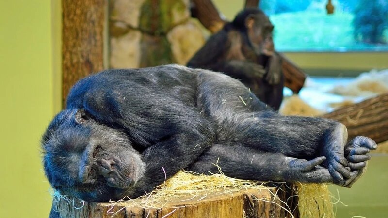 Источник https://avatars.dzeninfra.ru/get-zen_doc/271828/pub_68c8f929e7cbf150e417ea69_68c8f930f893704b2f79e294/scale_1200