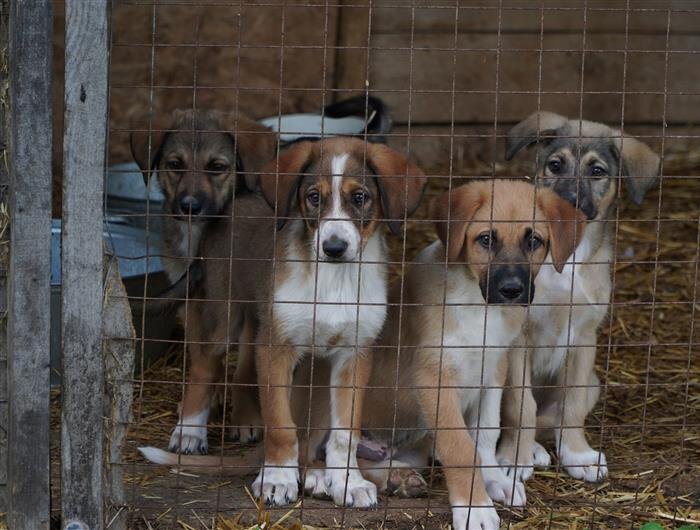    ФОТО: самарское отделение партии "Единая Россия"