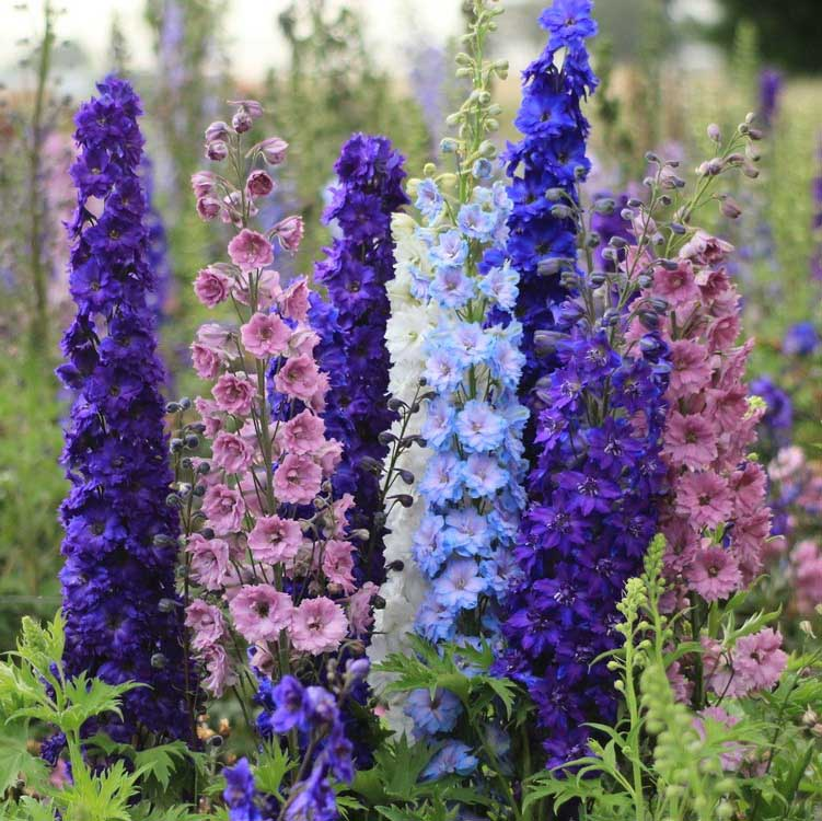 Дельфиниум Магический фонтан. Источник фото: https://flowertimes.ru/delfinium/