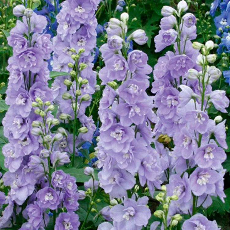 Дельфиниум Мэджик Фонтейнс Лавендер Вайт Би. Источник фото: https://tomatipomidori.ru/delfinium-medzhik-fonteyns-lavender-vayt-bi/
