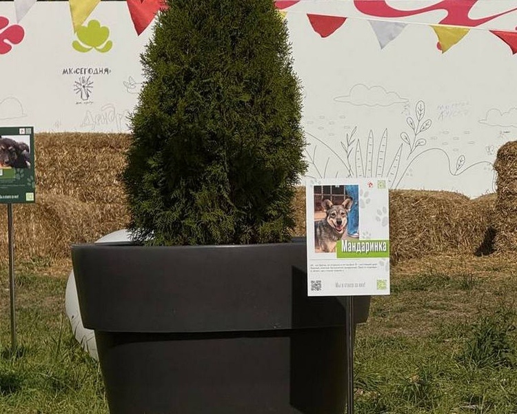     В Курске на Полугоре установили таблички с информацией о бездомных собаках